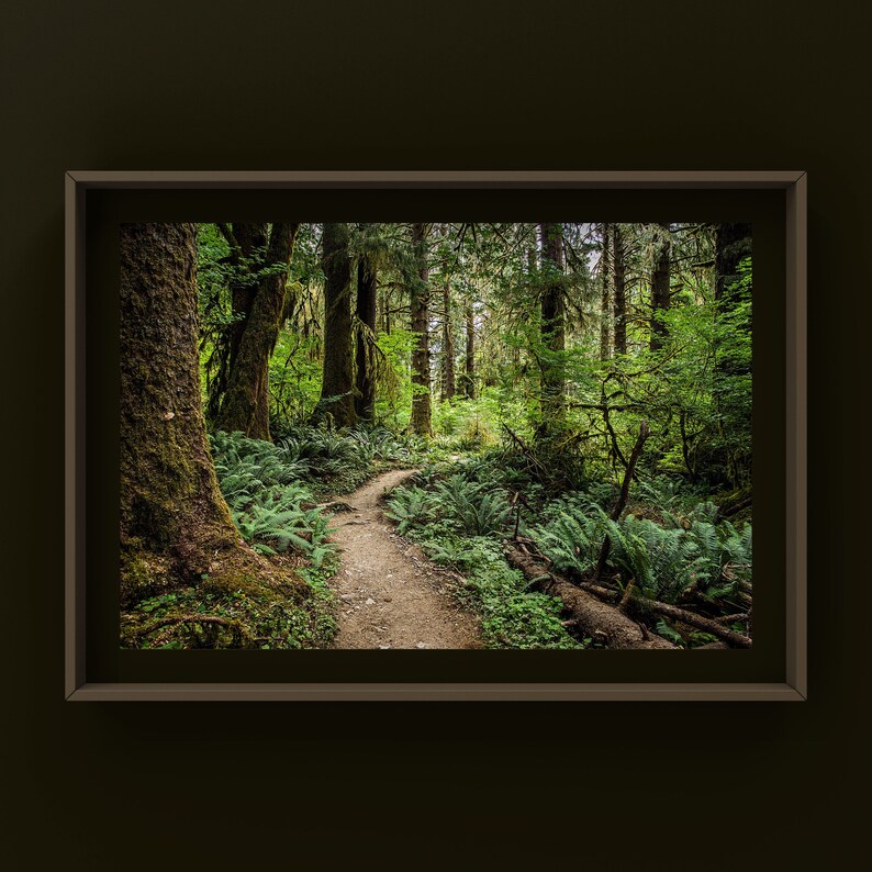 May include: A winding path through a lush green forest with tall trees and ferns. The path is lit by dappled sunlight filtering through the canopy.
