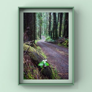 Giclée Fine Art Landscape Photography Print, Pacific Northwest, Forest Scenery, Oregon Central Coast, PNW Wall Art