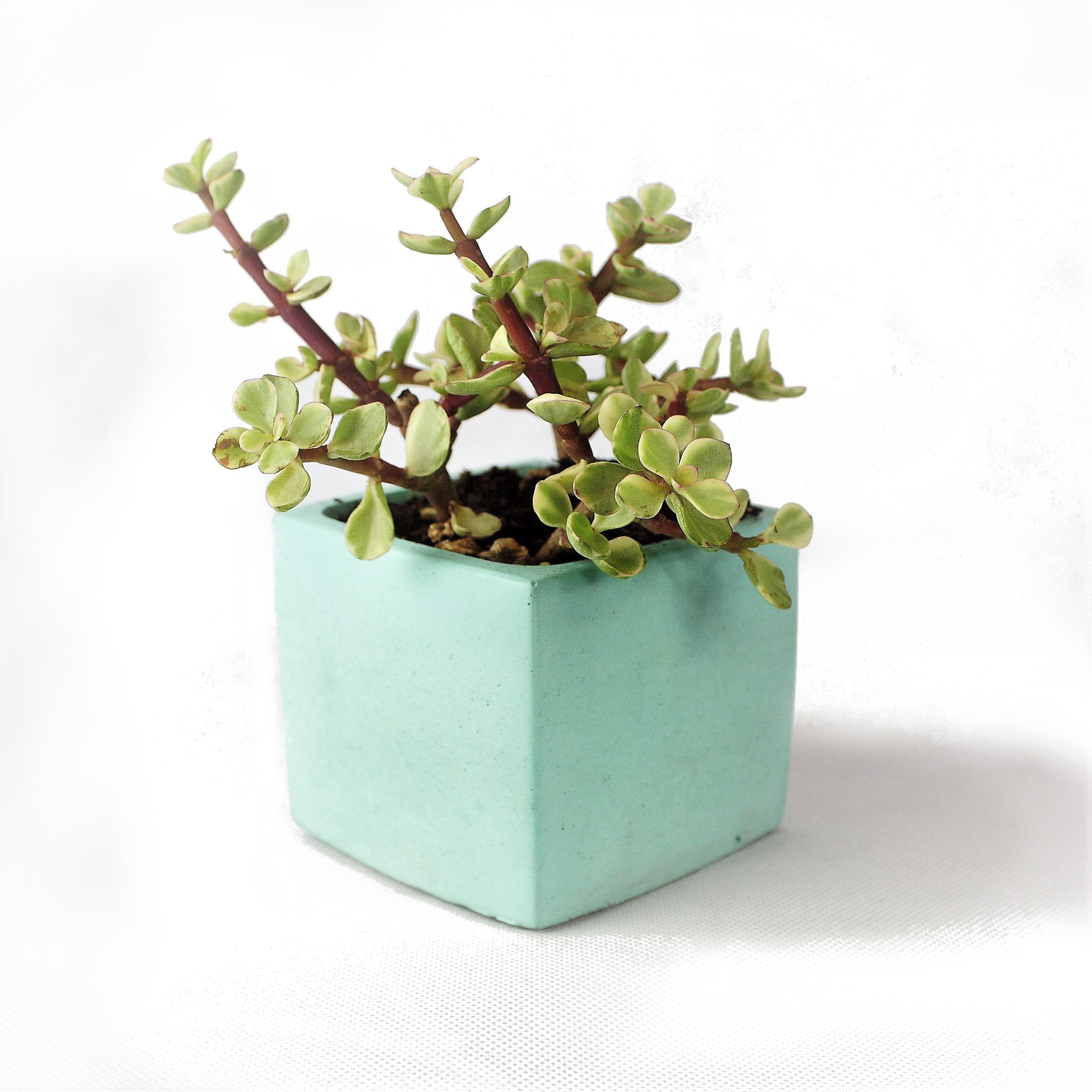 Mini Jardinière en Béton, Béton Teinté, Baby Plante