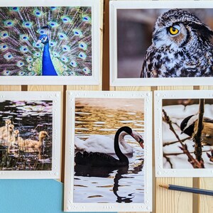 Wild Birds — Nature Photography — 5 Blank Greeting Cards
