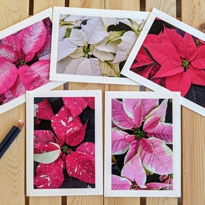 Poinsettia Flowers — Nature Photography — 5 Blank Greeting Cards