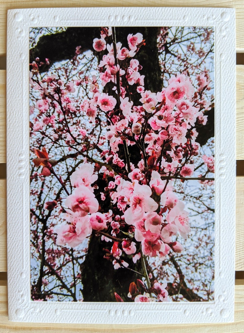 Cherry Blossoms Nature Photography 5 Blank Greeting Cards image 2