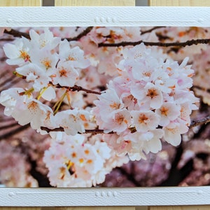 Cherry Blossoms Nature Photography 5 Blank Greeting Cards image 4