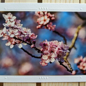 Cherry Blossoms Nature Photography 5 Blank Greeting Cards image 6