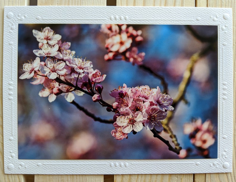 Cherry Blossoms Nature Photography 5 Blank Greeting Cards image 6