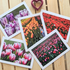 Tulip Flowers — Nature Photography — 5 Blank Greeting Cards