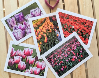 Tulip Flowers — Nature Photography — 5 Blank Greeting Cards