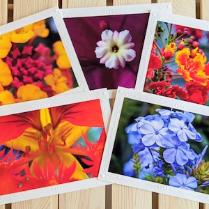 Mexican Spring Flower Garden — Nature Photography — 5 Blank Greeting Cards