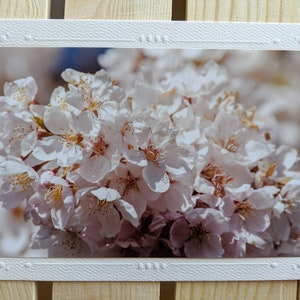 Cherry Blossoms Nature Photography 5 Blank Greeting Cards image 5