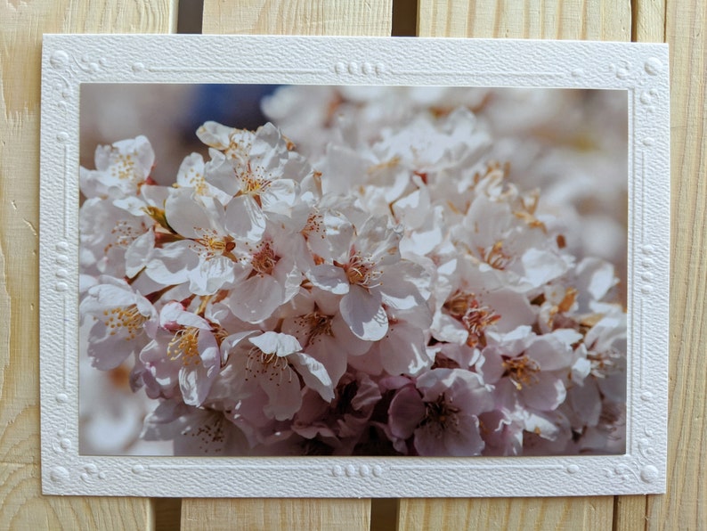 Cherry Blossoms Nature Photography 5 Blank Greeting Cards image 5