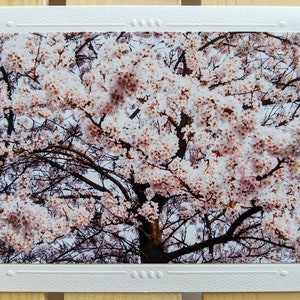Cherry Blossoms Nature Photography 5 Blank Greeting Cards image 3