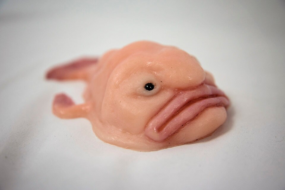 silicone blobfish｜TikTok Search