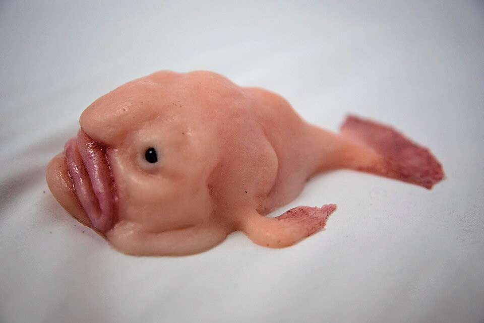 Blobfish Mini