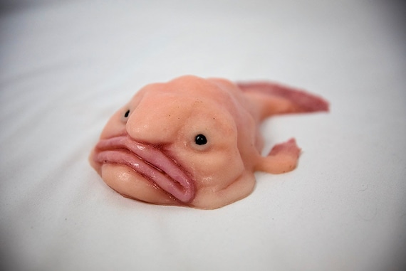 Blob fish slide show