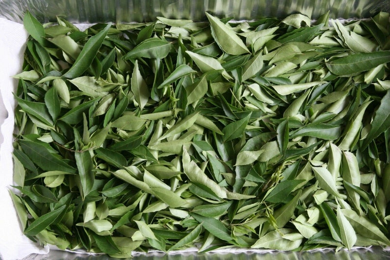 Curry Leaves 1-oz 30gm Murraya koenigii US CA Organic Grown Fresh Hand-Picked Herb Vegetables image 2