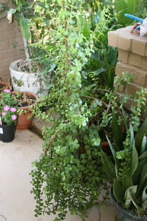 Portulacaria Afra Variegata Singapore