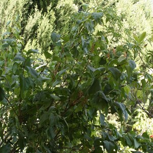 Angel White Lilac ~Pure White~ 5 Bush/Shrub/Tree/Plants Stems Branch/Cutting Angel White Lilac ~Pure White~ 5 Bush/Shrub/Tree/Plants Stems Branch/Cutting