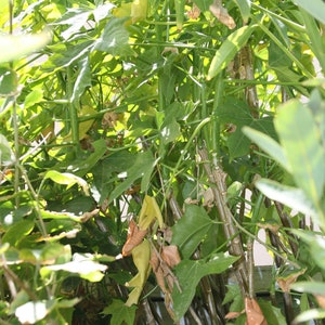 Chaya Cuttings (5): Organic Tree Spinach, Edible Shrub