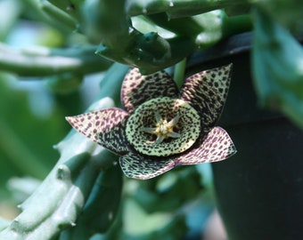 Unrooted (1) Stapelia Variegata, Orbea, Starfish Carrion Plant Toad Cactus Succulent Stem 6" - 8"long