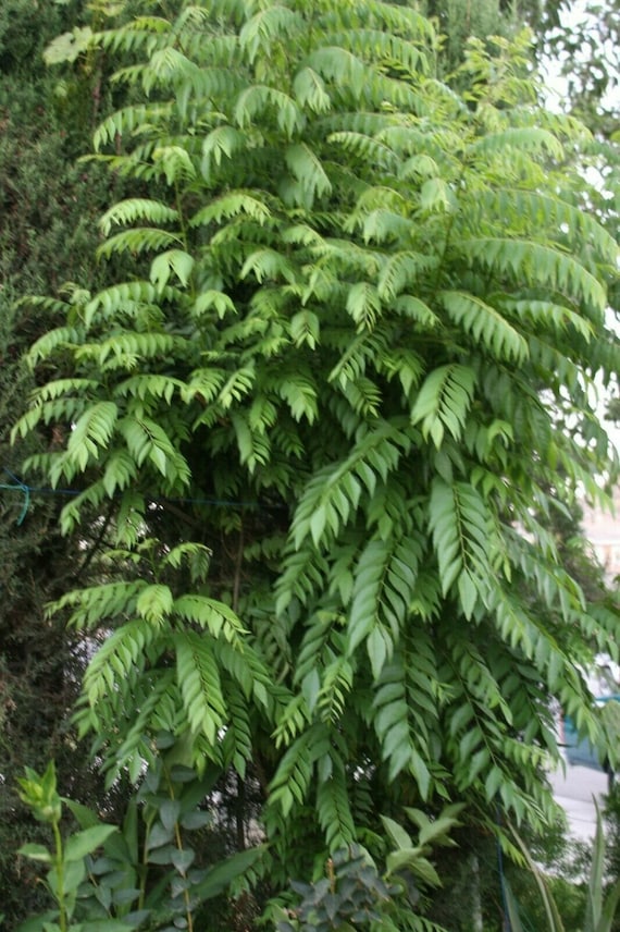 Curry Leaves 1-oz (30gm) Murraya Koenigii US CA Organic Grown Fresh  Hand-picked Herb Vegetables - Etsy
