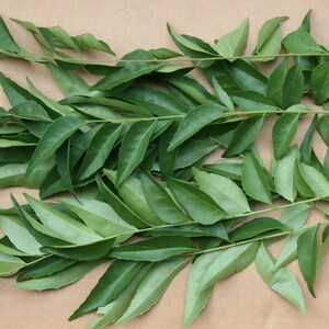 Curry Leaves 1-oz 30gm Murraya koenigii US CA Organic Grown Fresh Hand-Picked Herb Vegetables image 3