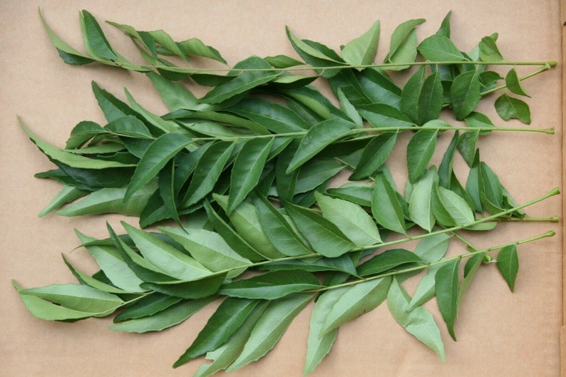 Curry Leaves 1-oz 30gm Murraya koenigii US CA Organic Grown Fresh Hand-Picked Herb Vegetables image 3