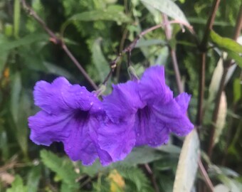 Unrooted (10) Cuttings 8" Long Mexican Petunia Purple Flowers Organic Grown Perennial Hedges Shrubs, Bushes Hedge