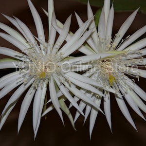 Unrooted Epiphyllum ~Hookeri Strictum~ (1) CUTTING 8&quot; Long Succulents Orchid Cactus Fragrant Night Bloomer