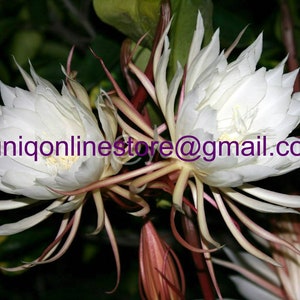 Unrooted Epiphyllum Oxypetallum (1) 8&quot; ~CUTTING~ Fragrant Orchid Cactus Cereus Queen Of Night 8&quot; Long