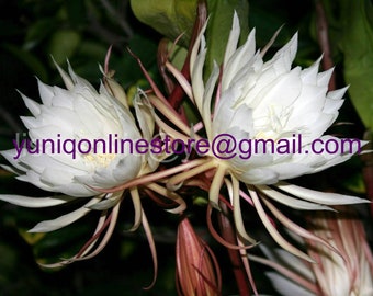 Queen of Night Cactus Cutting (Epiphyllum Oxypetalum) - Fragrant Orchid (5) Unrooted Cereus