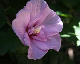Unrooted (5) Cuttings Rose-of-Sharon ~Lavender Chiffon~ Semi Double Branches, Bush/Shrub/Tree