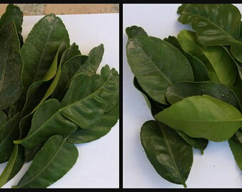 Thai Kaffir (20) Lime Leaves Citrus Hyst Makrut Gourmet Vegetables Herbs Fresh Hand-Picked CA Organic Grown