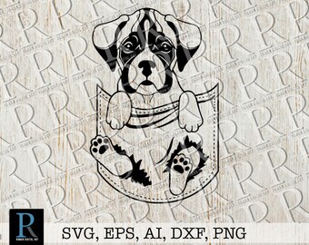 pocket boxer puppies