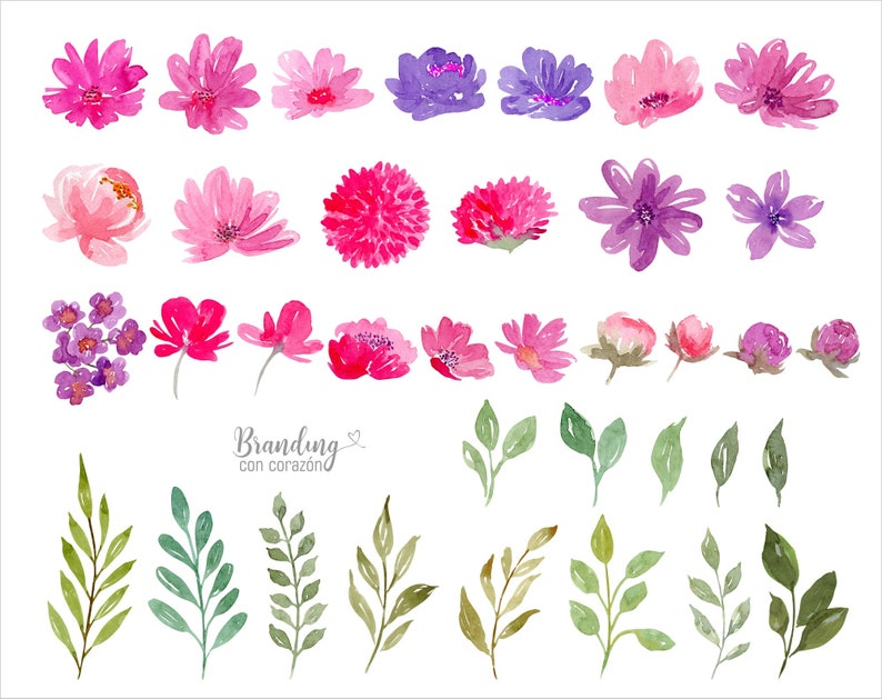 Fiori ad acquerello. File di immagine ClipArt e png rosa ...