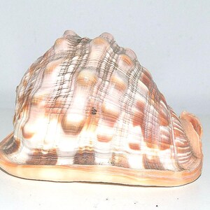 Large Sea Shell Queen Conch Sea Shell, Ornament Display (H3.6 inch W6 inch)
