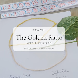 Geometrie und Mathematik zum Goldenen Schnitt mit Pflanzen | Fibonacci-Zahlen entdecken | MINT-Unterricht zu Hause
