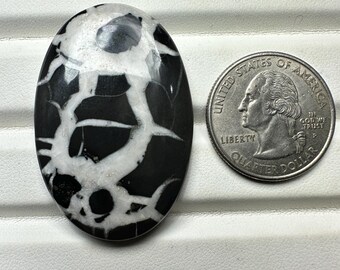 May include: An oval gemstone featuring a distinctive black and white pattern, similar to a cracked or webbed design. A quarter coin is positioned beside the stone for scale. The polished surface of the stone provides a smooth, high-contrast appearance.