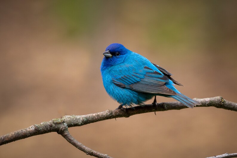 Male Indigo Bunting Ii Blue Bird Backyard Birds Pure Etsy