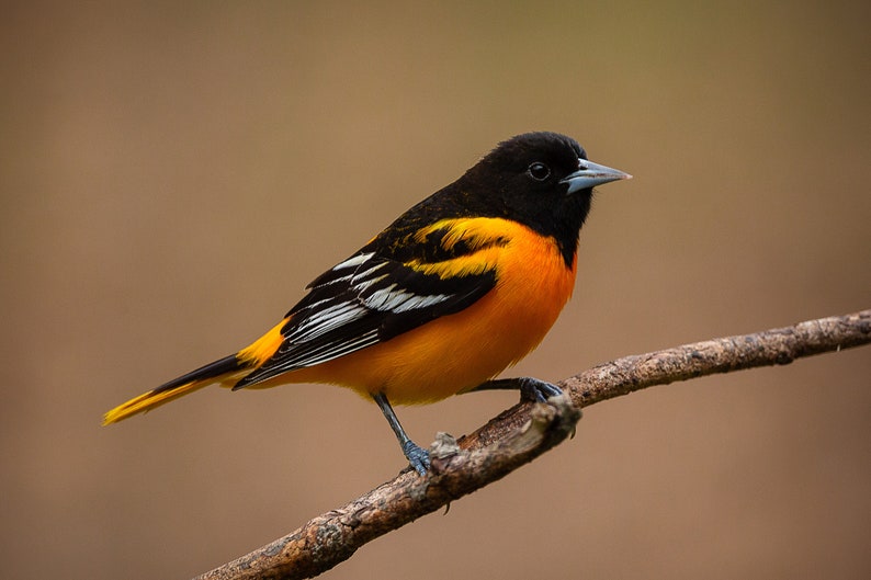 Baltimore Oriole II Male Baltimore Oriole DIGITAL PRINT Etsy