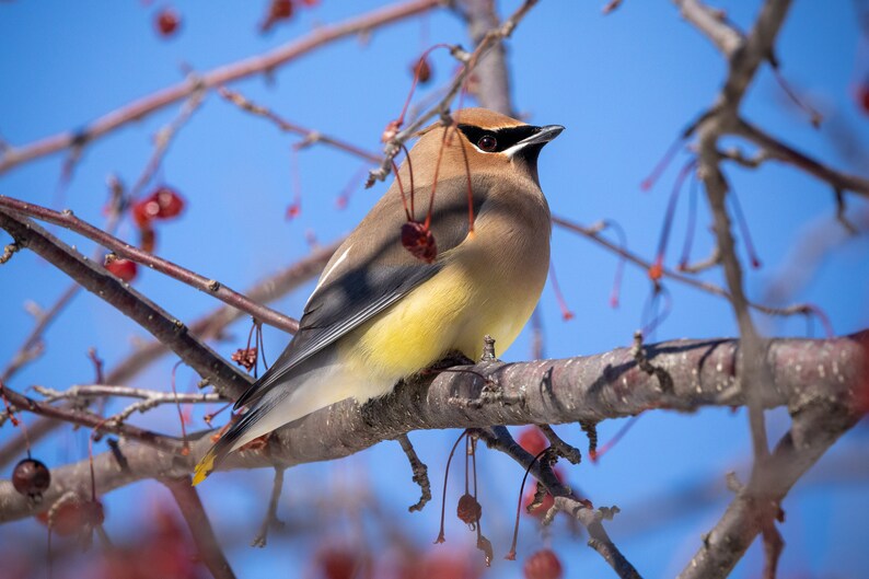 Cedar Waxwing Backyard Birds Pure Michigan Meijer Gardens Etsy