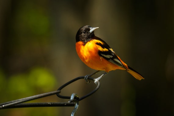 Meijer Oriole Feeder