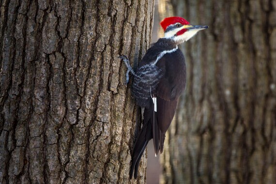 Pileated Woodpecker Male Pileated Woodpecker Digital Print Etsy