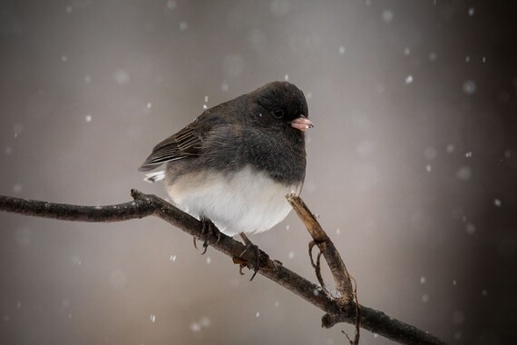 Slate Colored Junco Digital Print Backyard Birds Pure Etsy