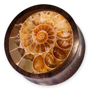 Wooden Ear Plugs Ammonite, Horn Flesh Tunnel Nautilus, Ear Gauges golden