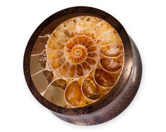 Wooden Ear Plugs Ammonite, Horn Flesh Tunnel Nautilus, Ear Gauges golden