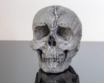 Cráneo fosilizado de hueso de ballena, 13 cm - Cráneo único