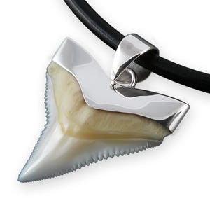 Puede incluir: Un colgante de diente de tiburón con un diente fosilizado de color crema rematado con una anilla de metal plateado pulido. El colgante cuelga de un cordón negro liso y redondo, creando un contraste entre el diente orgánico y el metal.