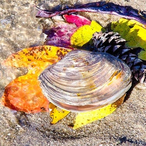 May include: A closed clam shell resting on a collection of vibrant yellow, orange, and deep red autumn leaves alongside a dark brown pinecone. The objects are positioned on a sandy surface near the edge of clear, bubbling water.