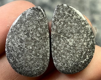 Coral fósil negro natural, coral agatizado, cabujón elegante, par de piedras preciosas sueltas para pendientes.