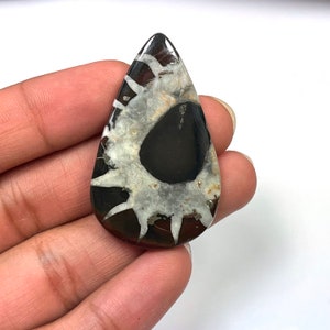 Op de afbeelding: Een traanvormige cabochon van zwart-witte gefossiliseerde ammoniet met een wit centrum en zwarte buitenranden. De ammoniet heeft een natuurlijke, gepolijste afwerking.
